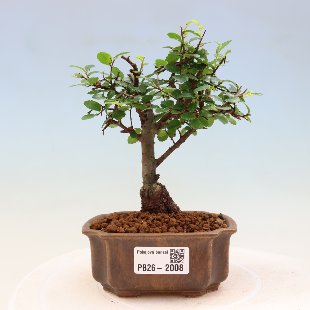 Kamerbonsai - Ulmus parvifolia - Winteriep