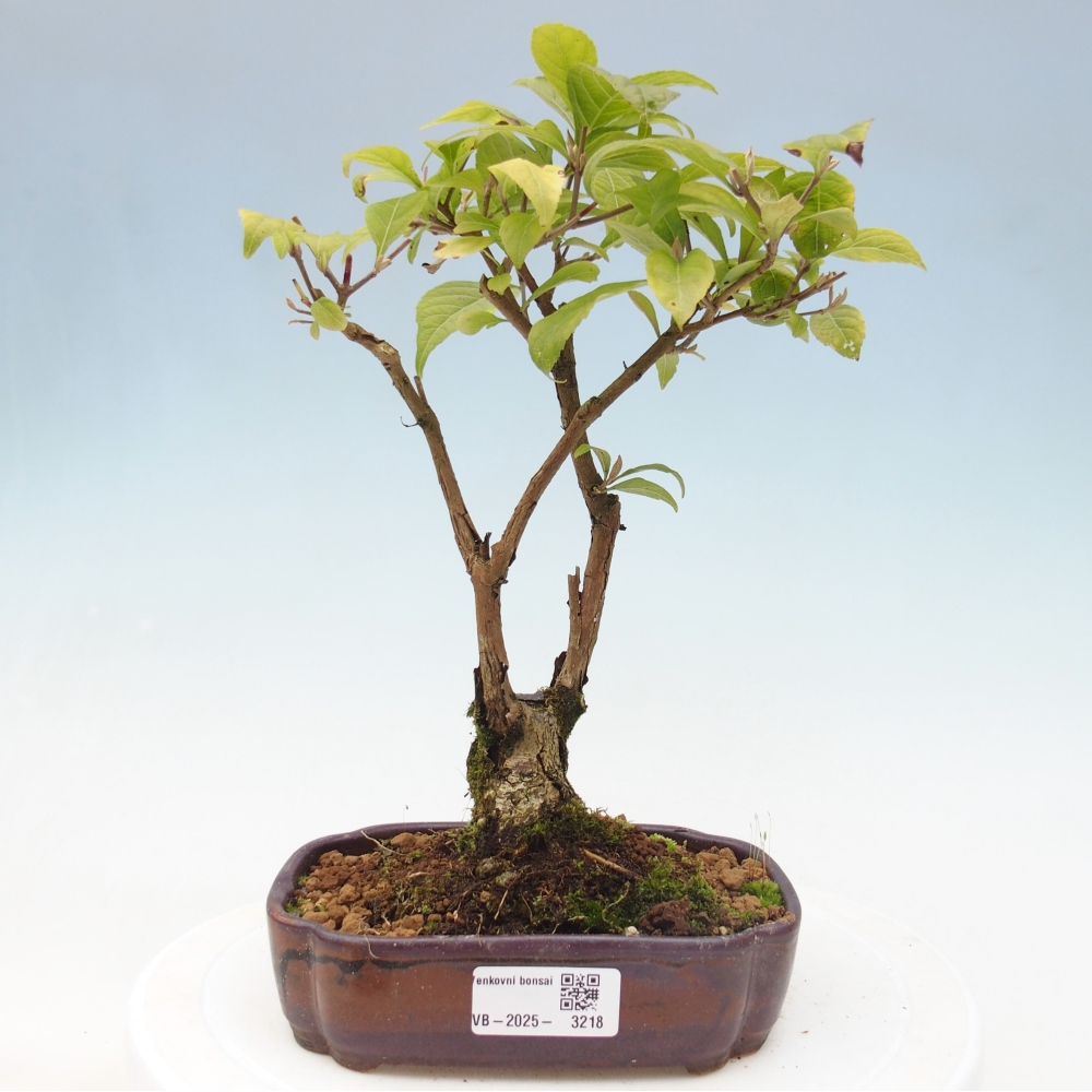 Bonsai voor buiten - Callicarpa japonica