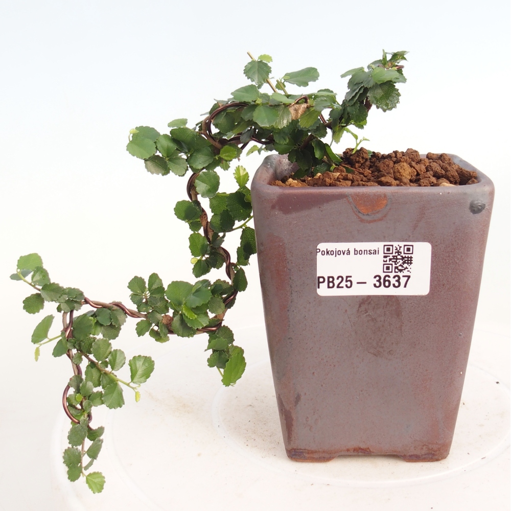 Kamerbonsai - Grewia sp. - Grewia malafolia