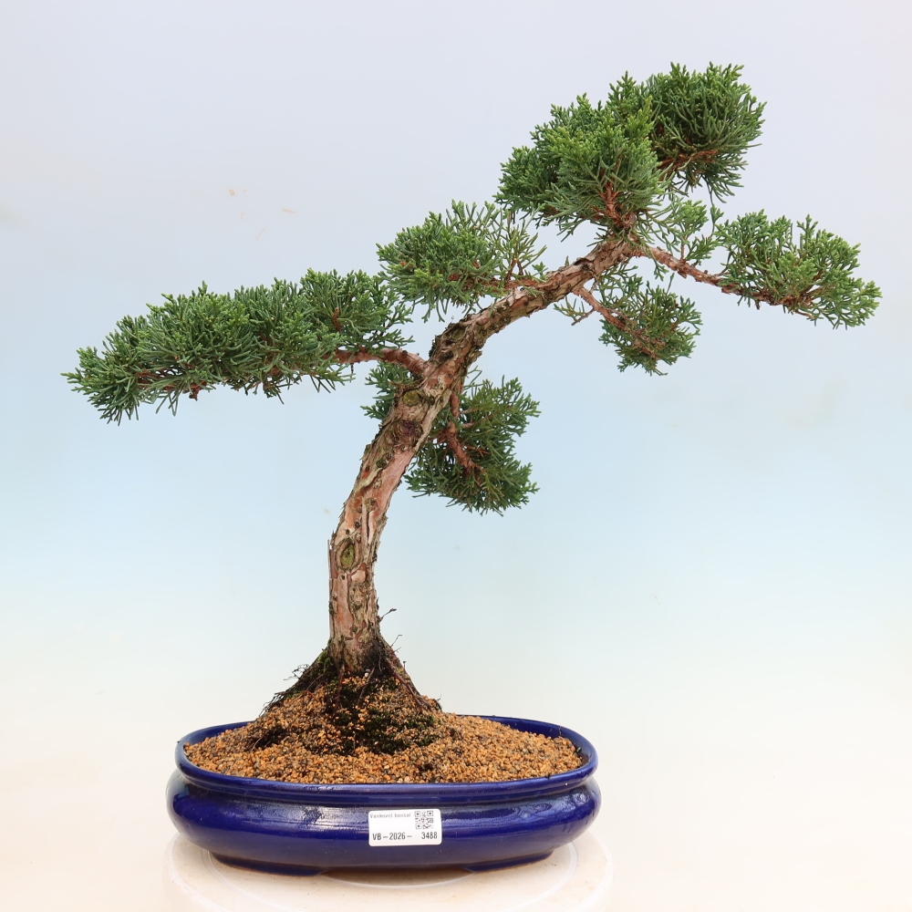 Bonsai voor buiten - Juniperus chinensis Kishu