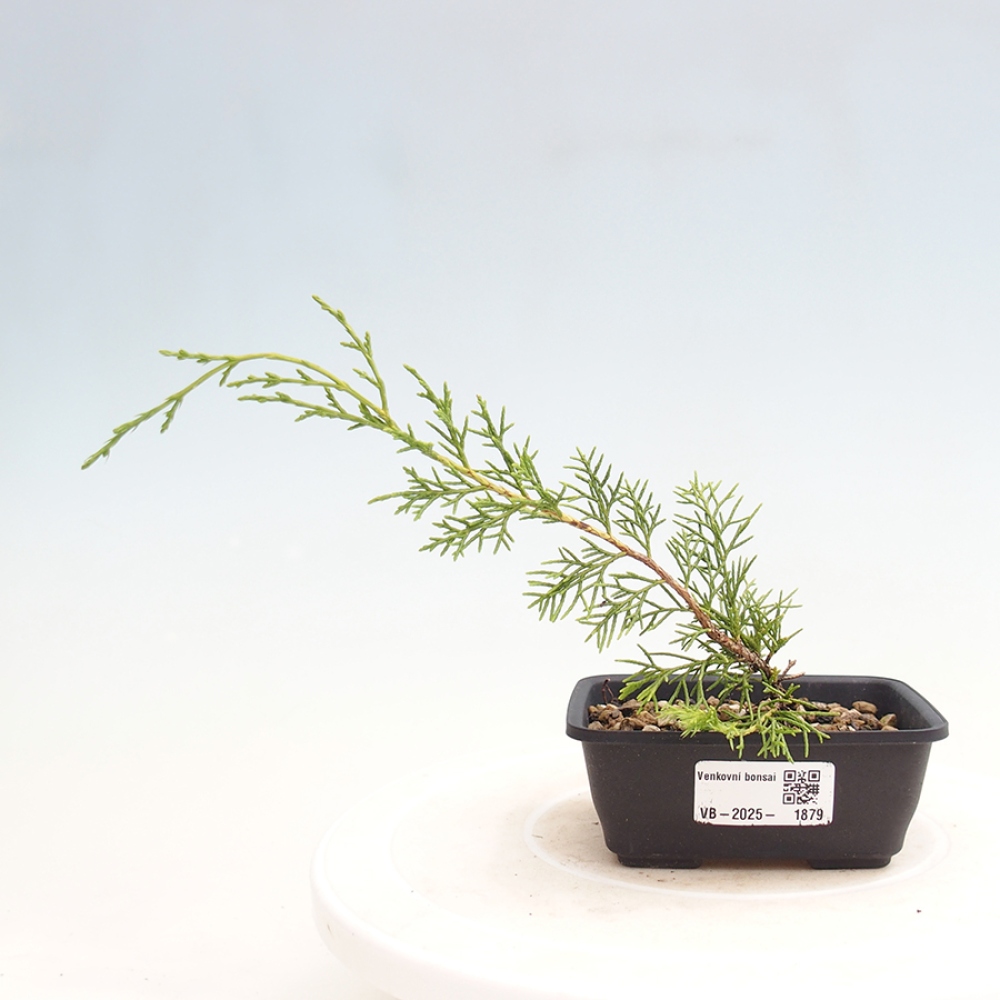 Bonsai voor buiten - Juniperus chinensis Itoigawa