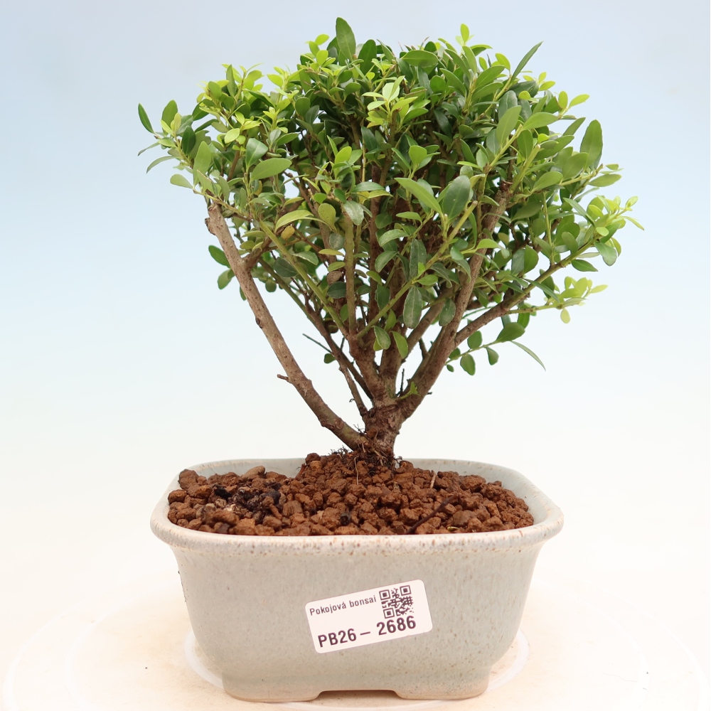 Kamerbonsai - Ilex crenata - Hulst