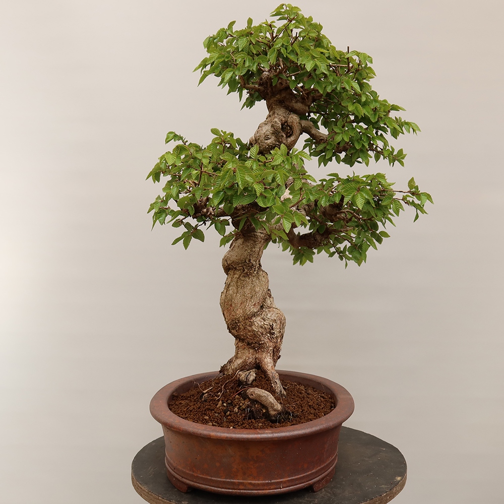 Bonsai voor buiten -Carpinus Coreana - Koreaanse haagbeuk