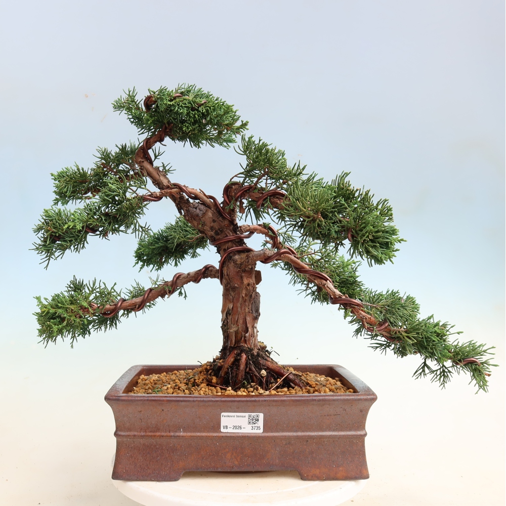 Bonsai voor buiten - Juniperus chinensis Kishu