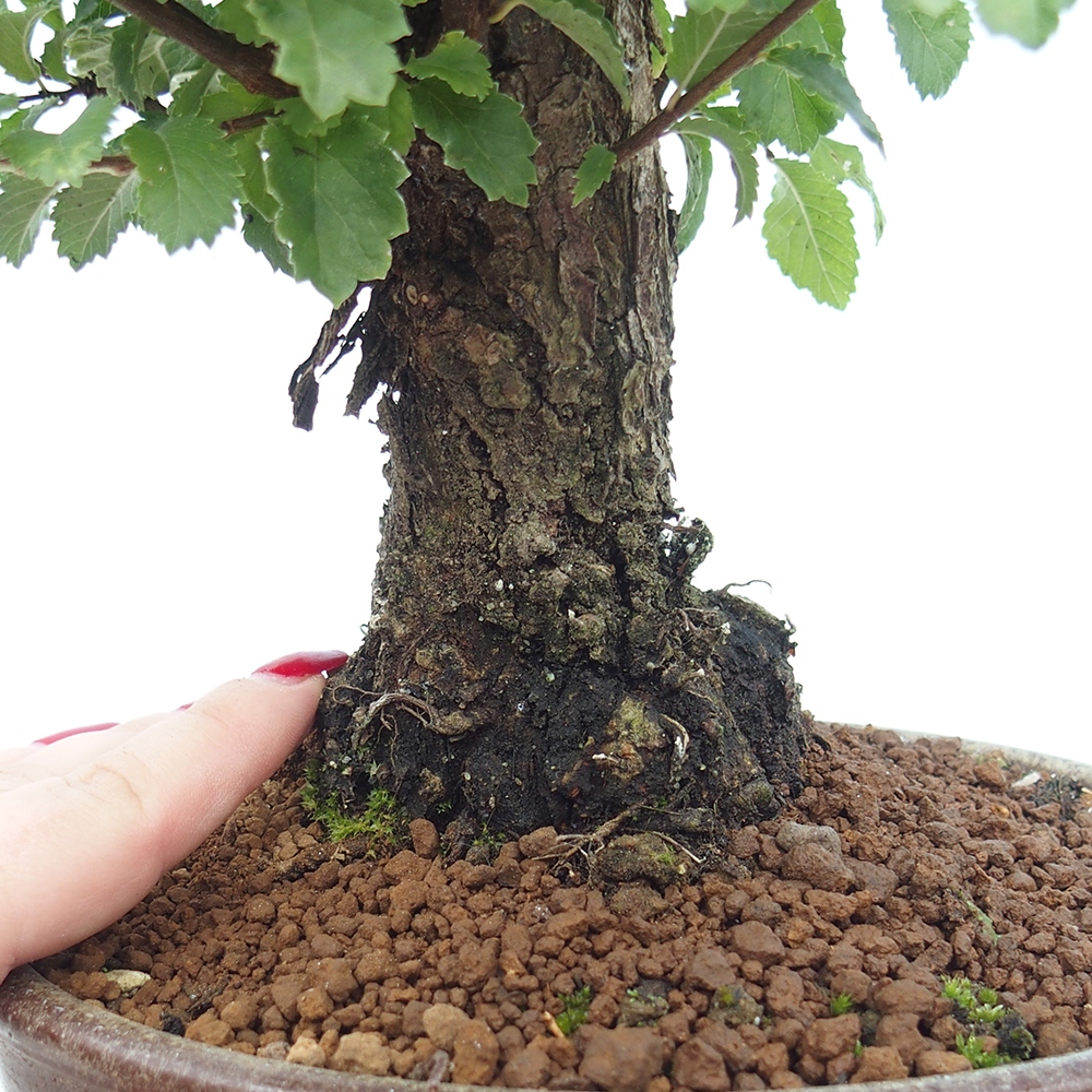Bonsai voor buiten - Zelkova - Zelkova NIRE