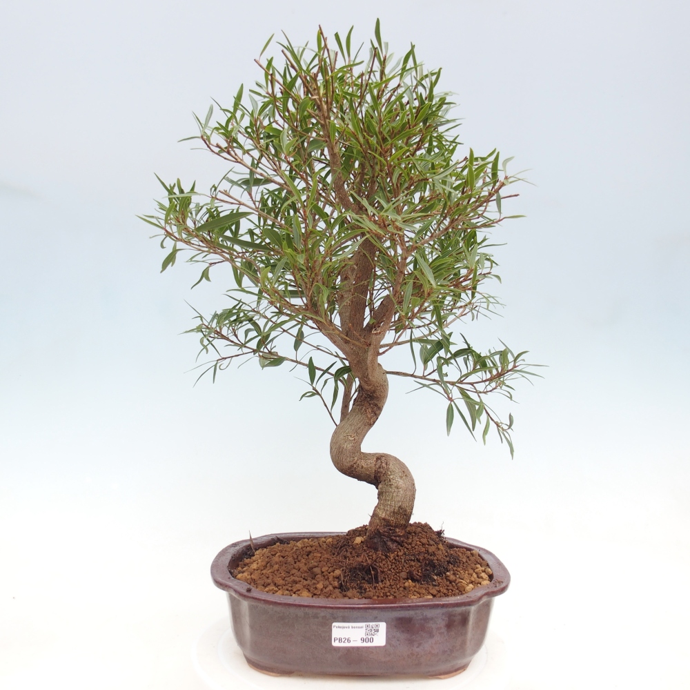 Kamerbonsai - Ficus nerifolia - kleinbladige ficus