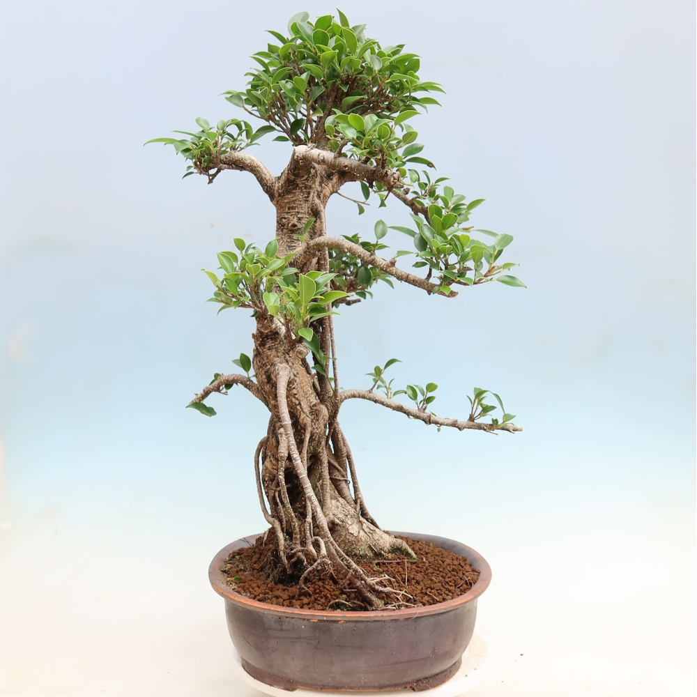 Kamerbonsai - Ficus kimmen - kleinbladige ficus