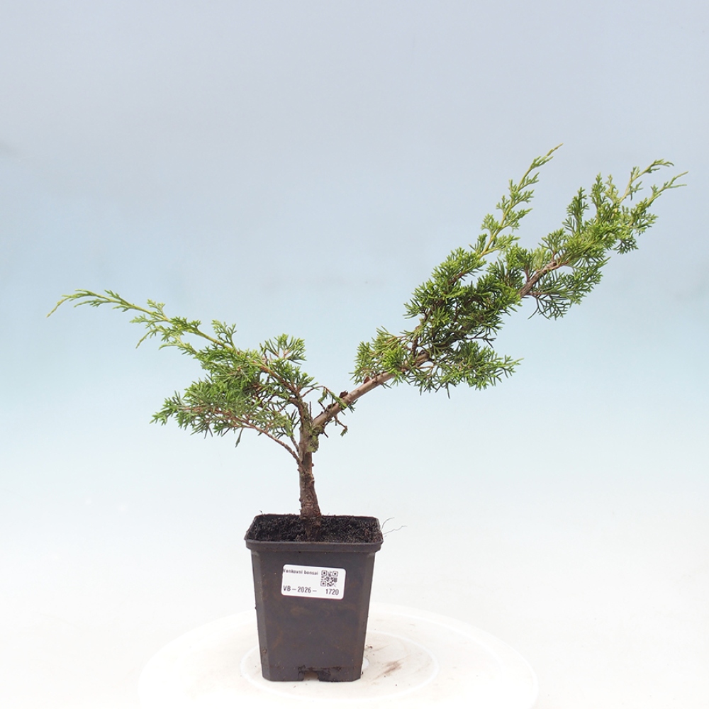 Bonsai voor buiten - Juniperus chinensis Itoigawa
