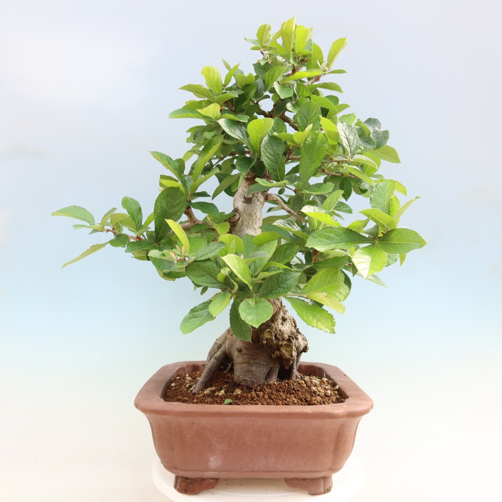 Bonsai voor buiten - Photinia villosa