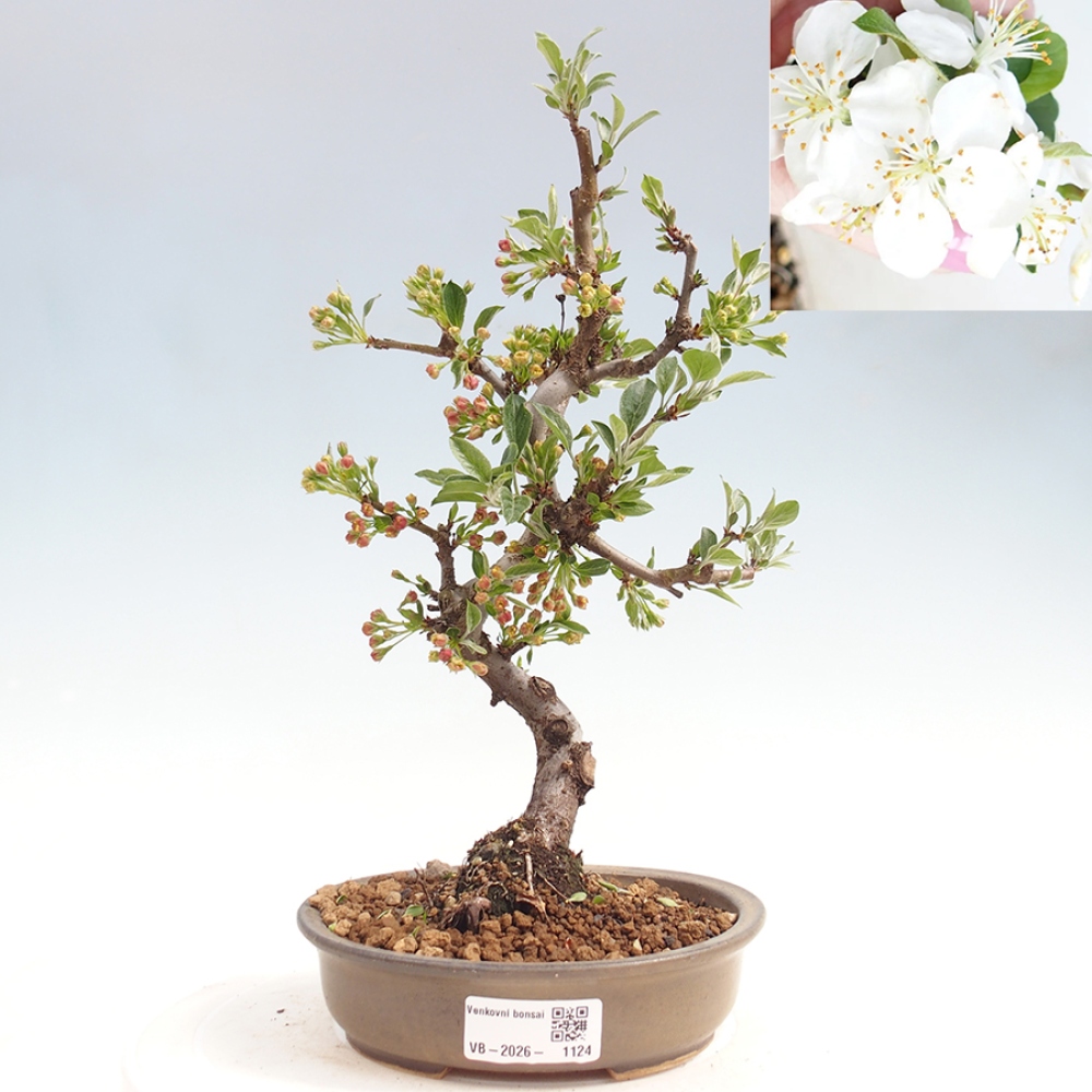 Bonsai voor buiten - Malus sargentii - Appelboom met kleine vruchten