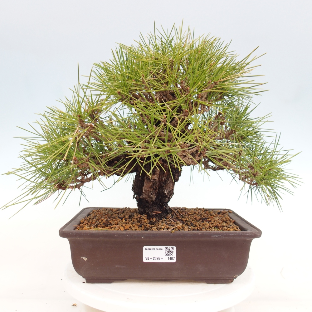 Bonsai voor buiten - Pinus thunbergii - Thunberg den