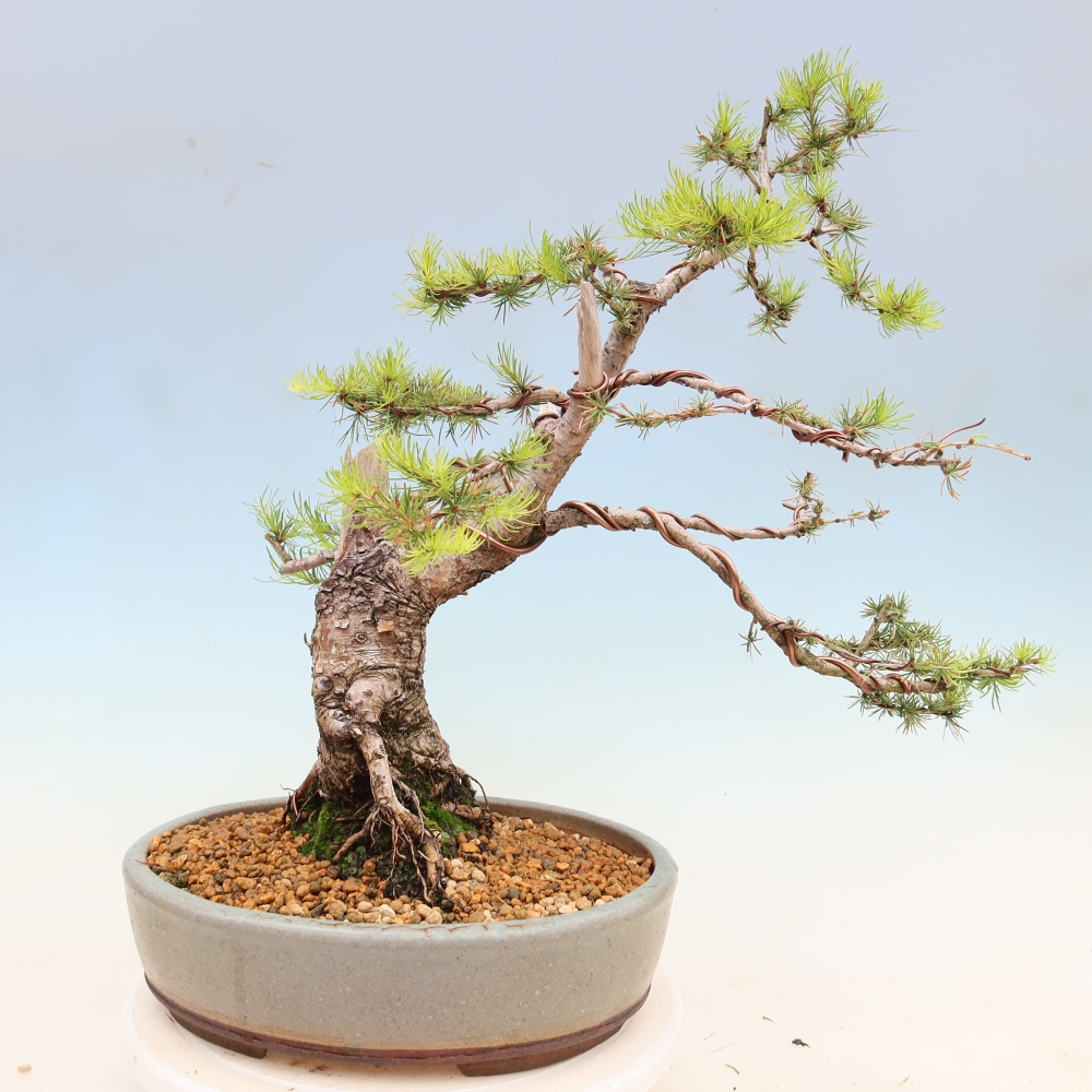 Bonsai voor buiten -Larix decidua - Lariks