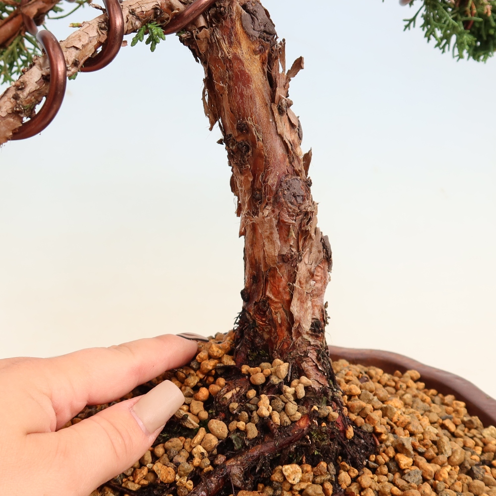 Bonsai voor buiten - Juniperus chinensis Kishu