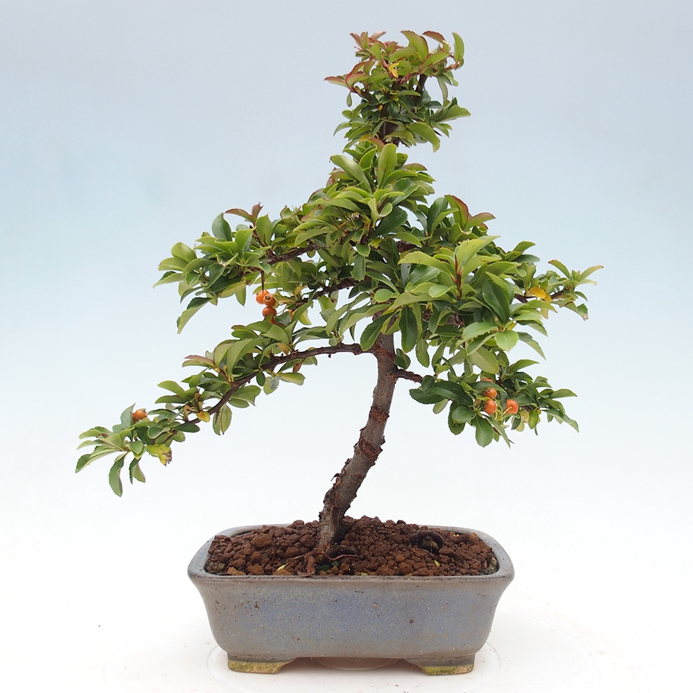 Bonsai-Pyracantha Teton voor buiten -Hlox