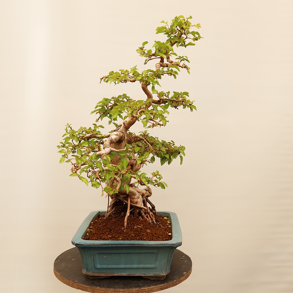 Bonsai voor buiten -Carpinus Coreana - Koreaanse haagbeuk