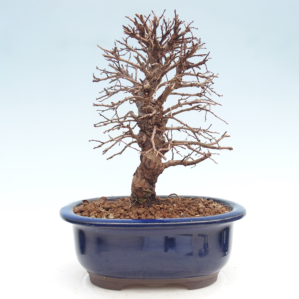 Bonsai voor buiten - Zelkova - Zelkova NIRE