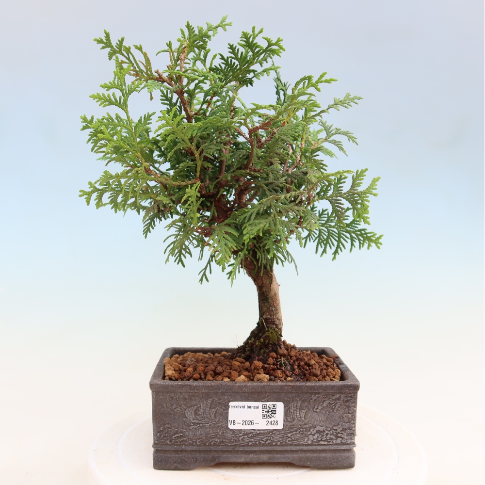 Bonsai voor buiten - Thuja occidentalis - zerav