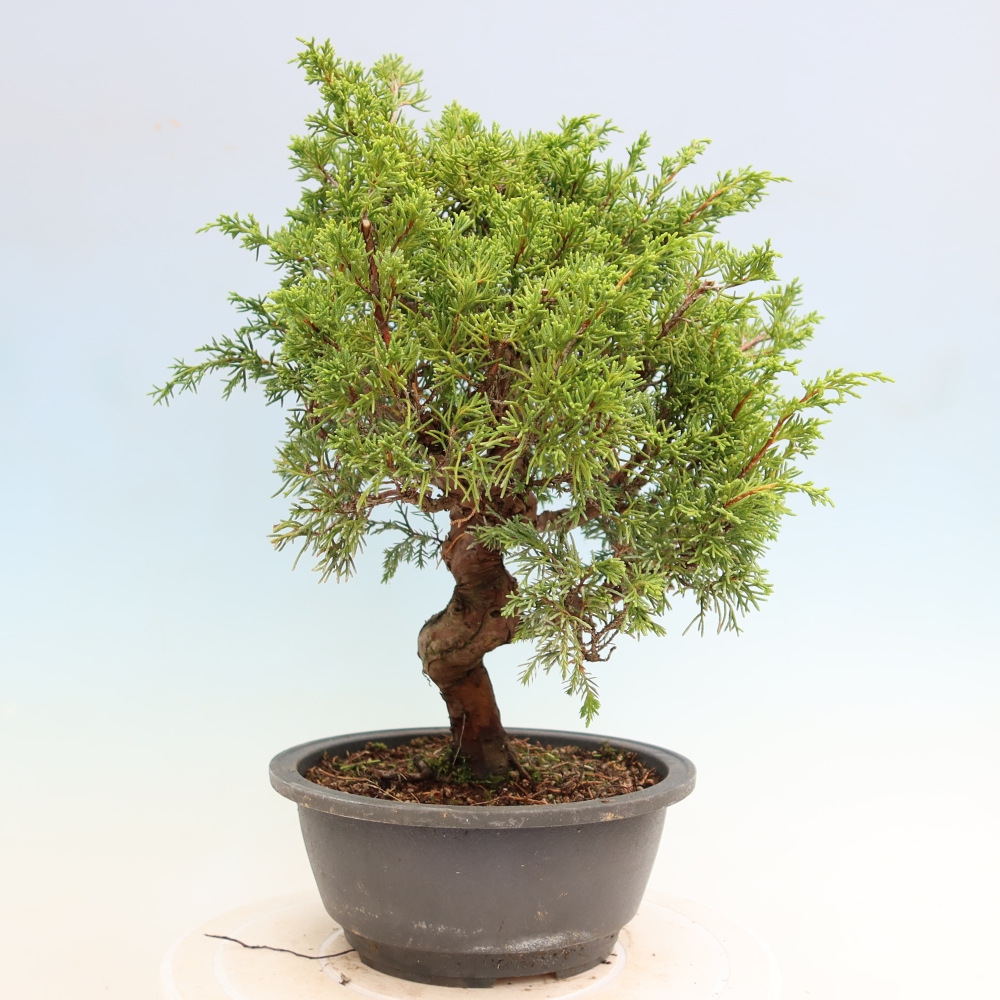 Bonsai voor buiten - Juniperus chinensis Itoigawa-Juniperus chinensis