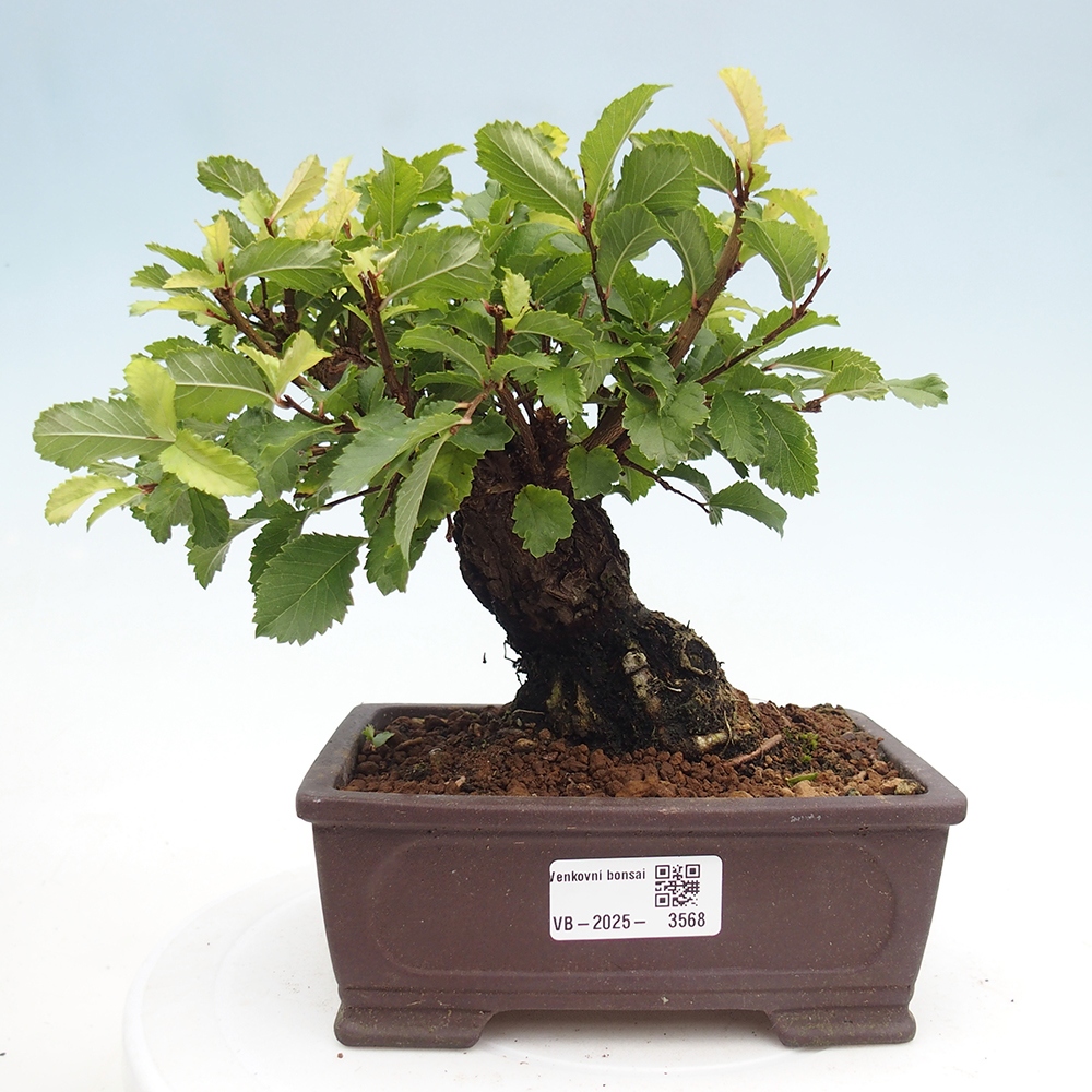 Bonsai voor buiten - Zelkova - Zelkova NIRE