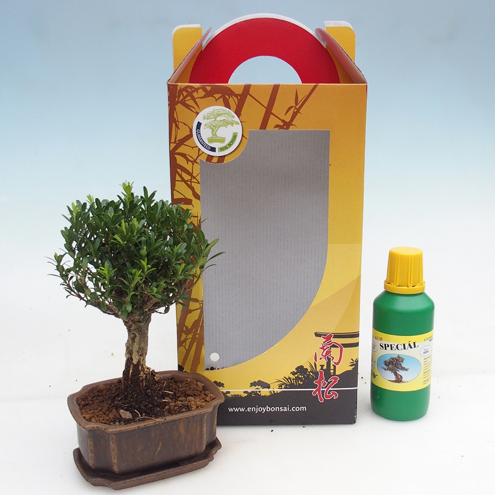 Kamerbonsai in geschenkverpakking Buxus harlandii - kurk buxus