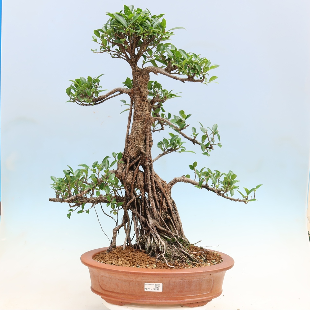 Kamerbonsai - Ficus kimmen - kleinbladige ficus