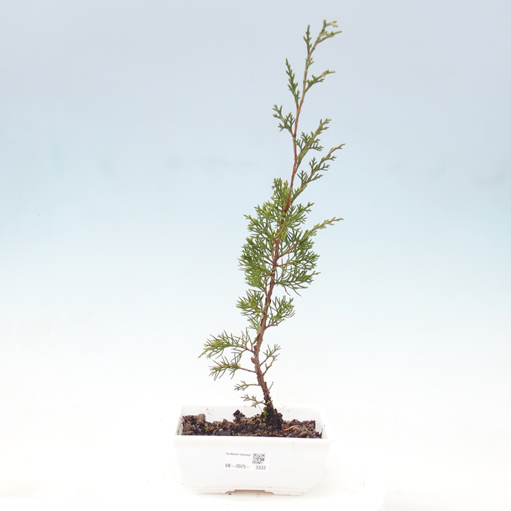 Bonsai voor buiten - Juniperus chinensis Itoigawa