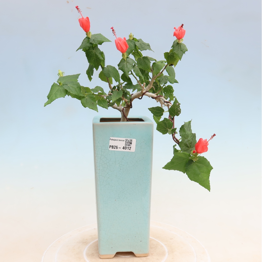 Bonsai voor binnen - Malvaviscus arboreus