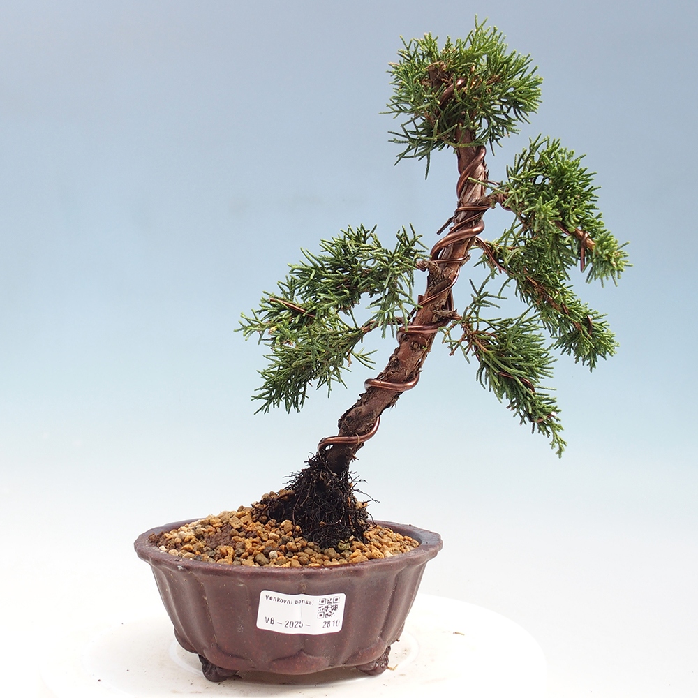 Bonsai voor buiten - Juniperus chinensis Kishu