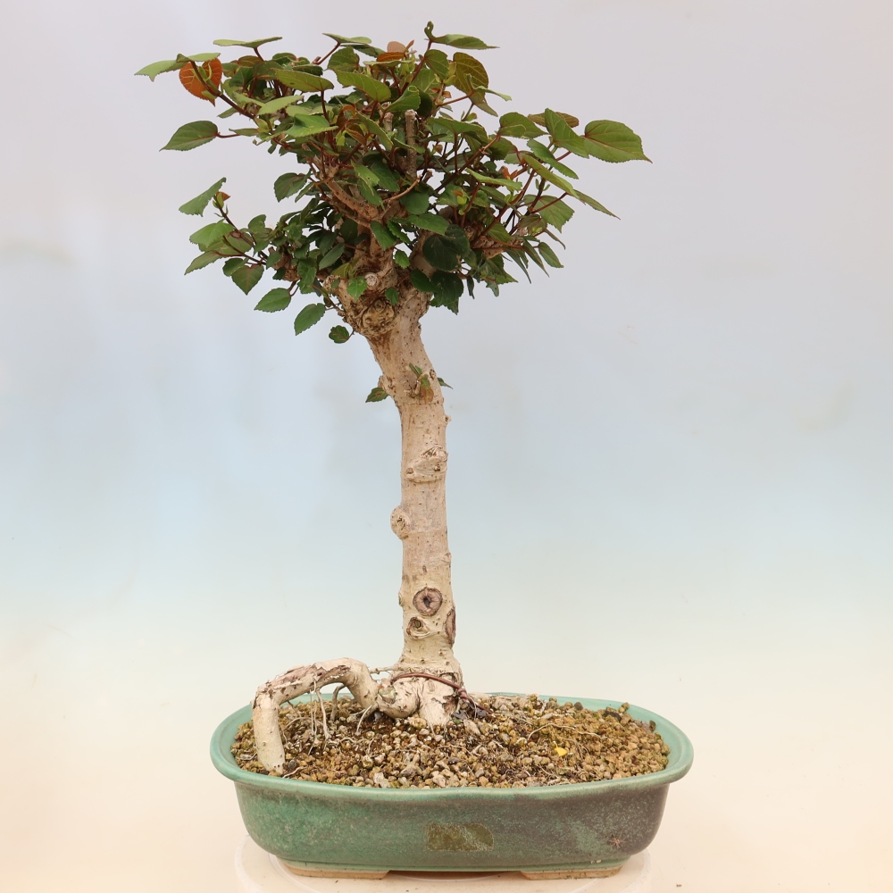 Bonsai voor binnen - Hibiscus tiliaceus - Zee Hibiscus