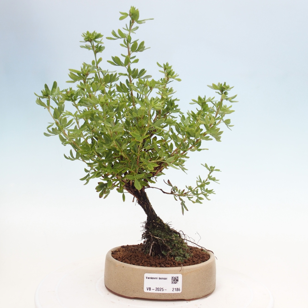 Bonsai voor buiten - Potentila fruticosa gele vogel