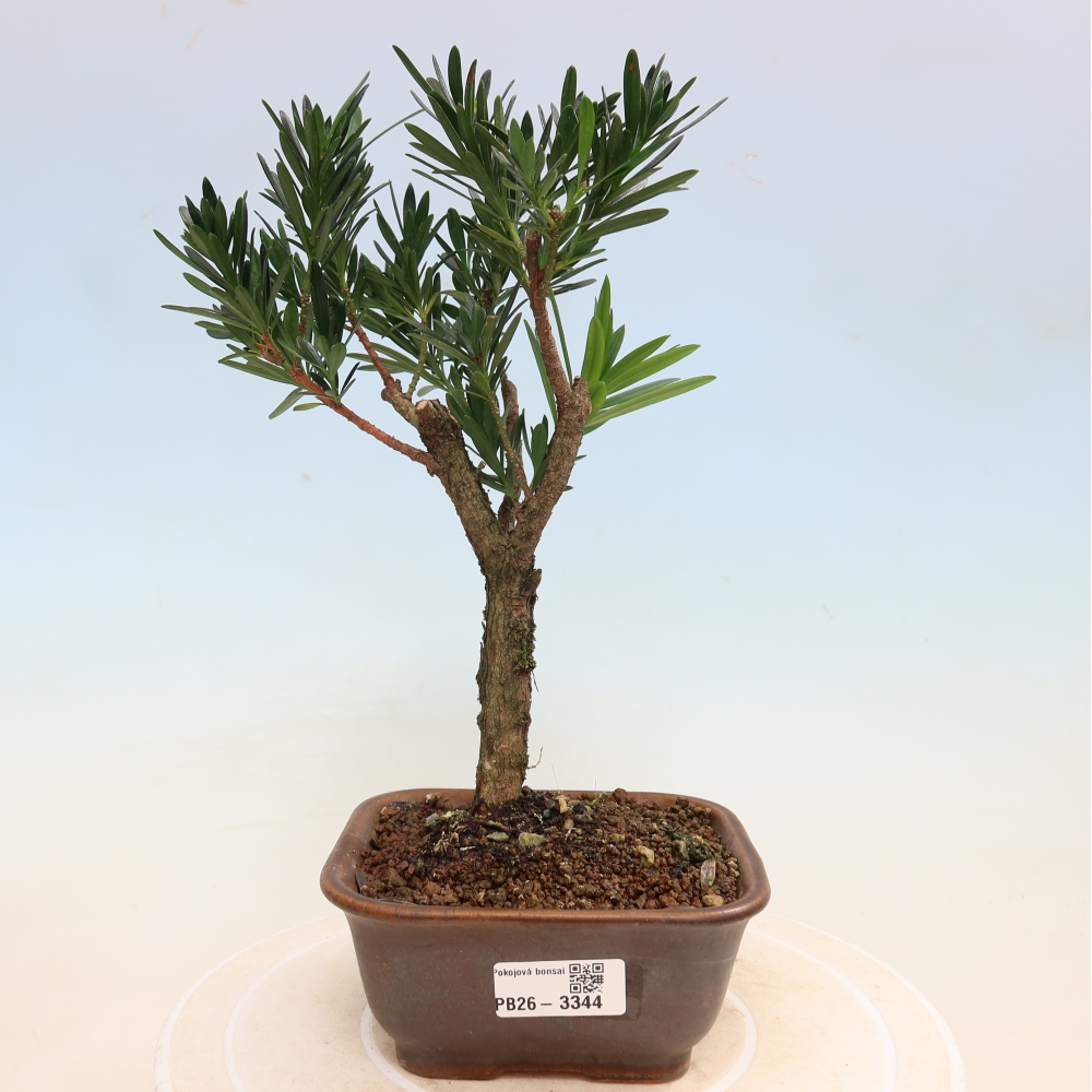 Kamerbonsai - Podocarpus - Taxus