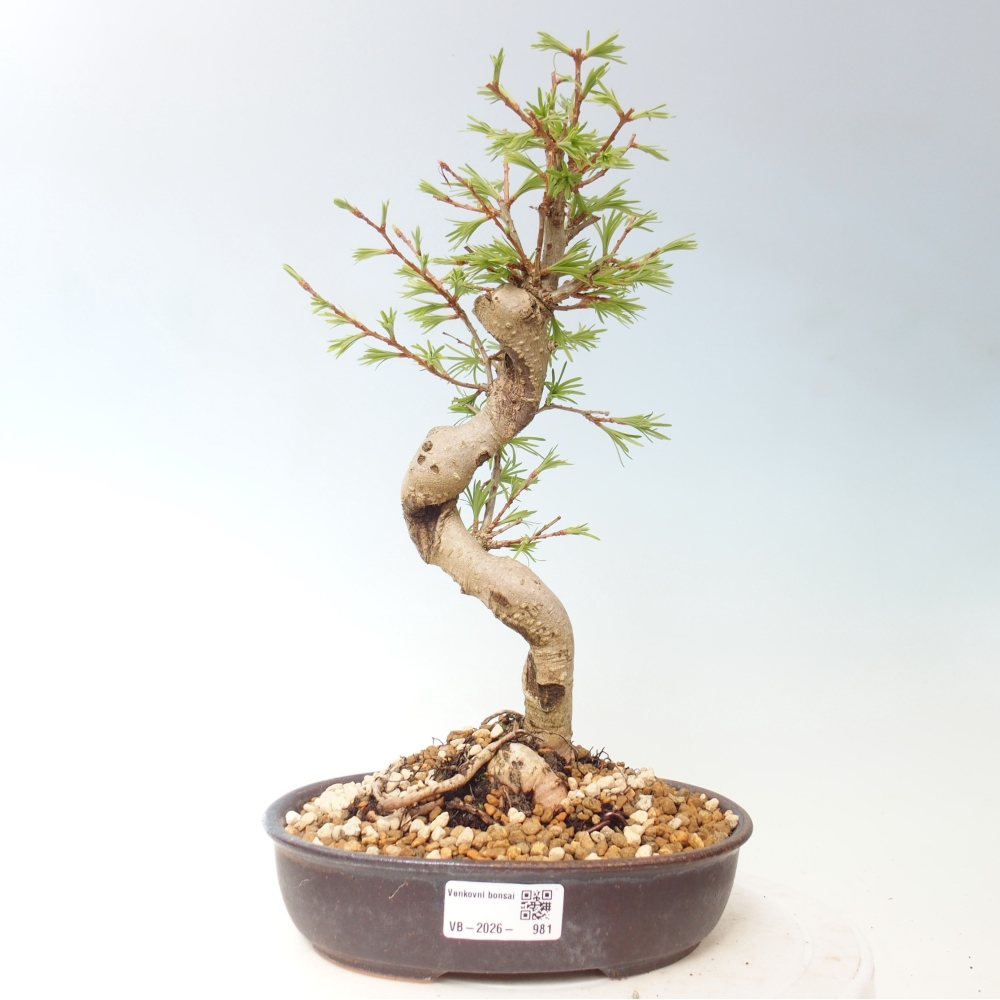 Bonsai voor buiten -Pseudolarix amabis-Pseudolarix amabis