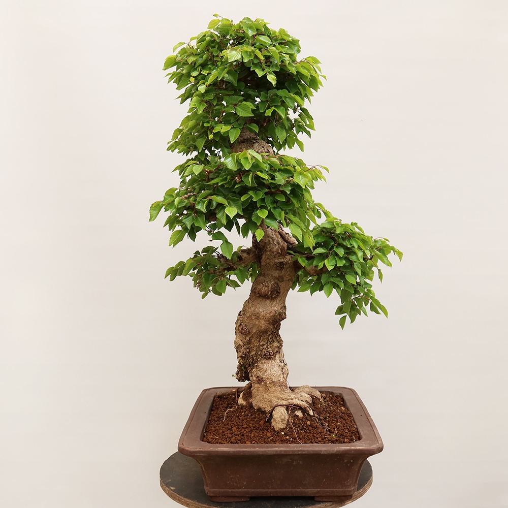Bonsai voor buiten -Carpinus Coreana - Koreaanse haagbeuk