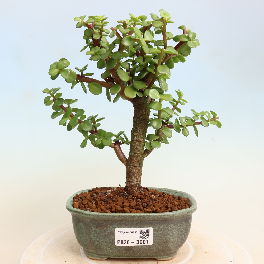 Kamerbonsai - Portulakaria Afra - Tlustice