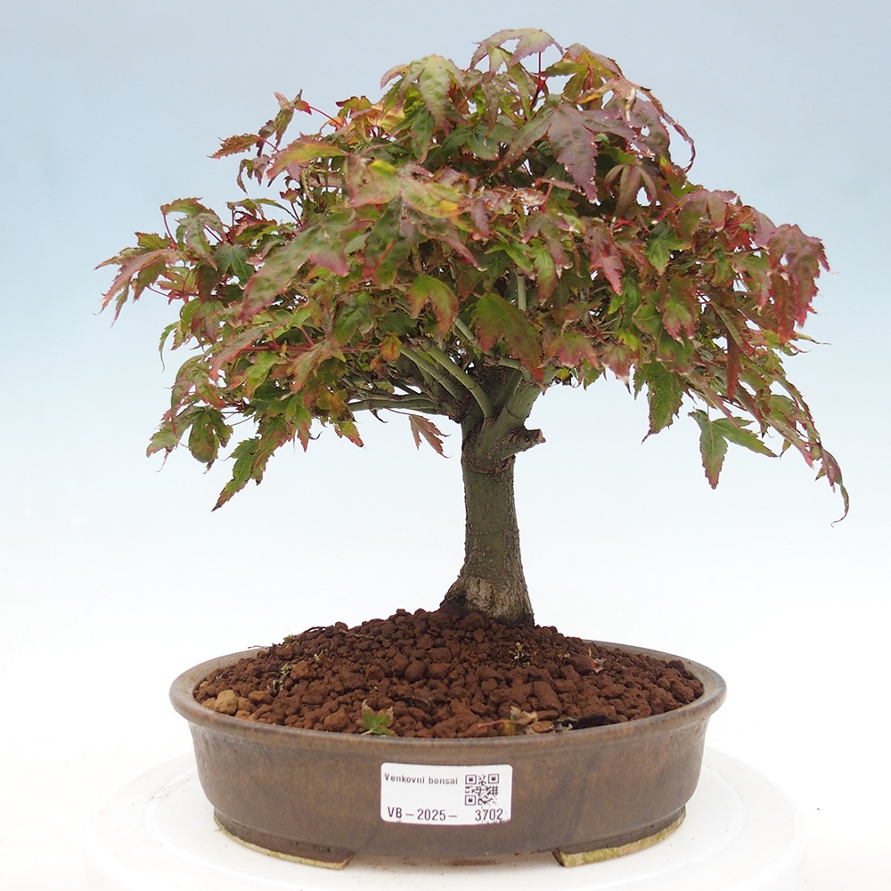 Acer palmatum KIOHIME - Palmeta-esdoorn