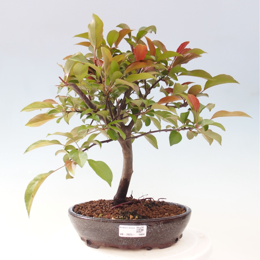 Bonsai voor buiten -Malus domestica - Roodbladige appelboom met kleine vruchten