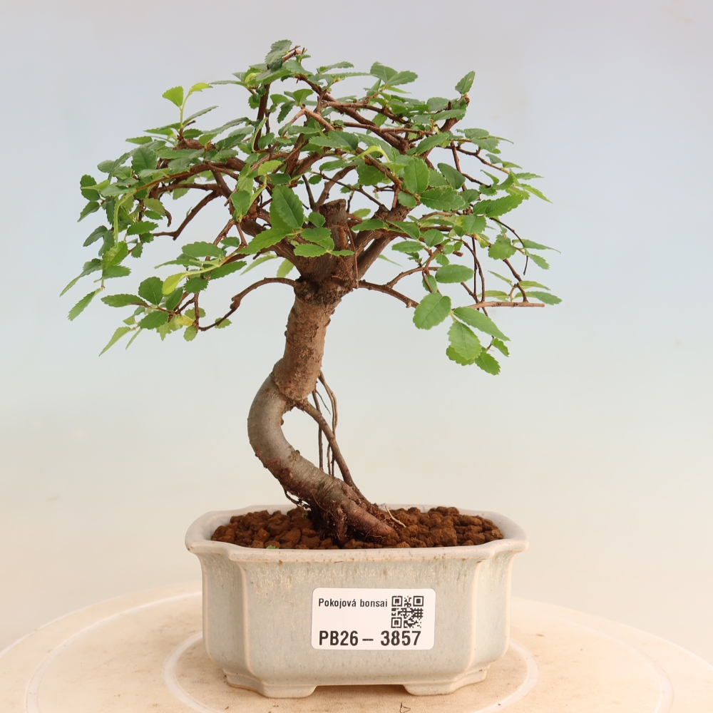Kamerbonsai - Ulmus parvifolia - Winteriep