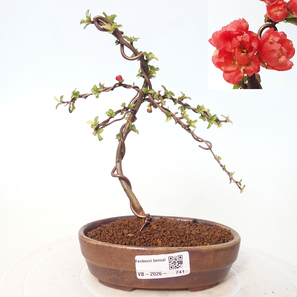 Bonsai voor buiten - Chaneomeles s. Red Joy - Kweepeer