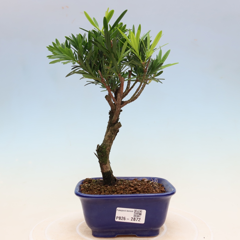 Kamerbonsai - Podocarpus - Taxus