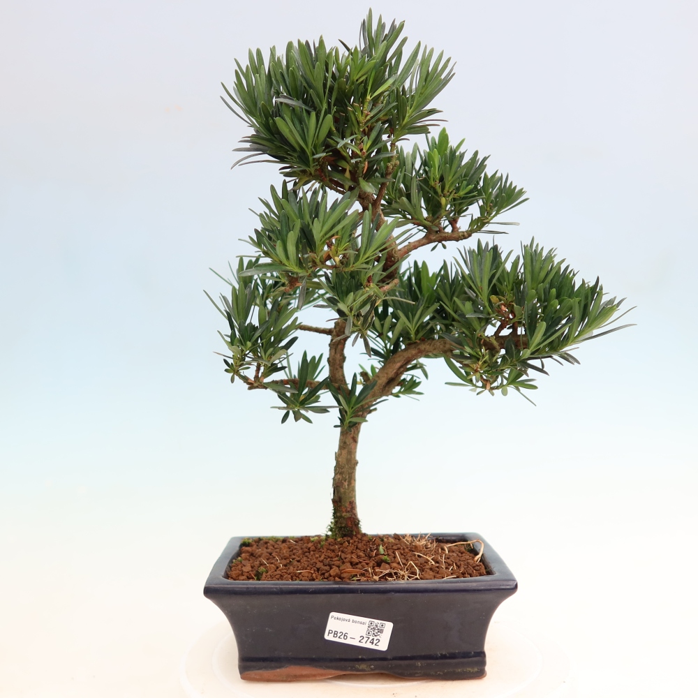 Kamerbonsai - Podocarpus - Taxus