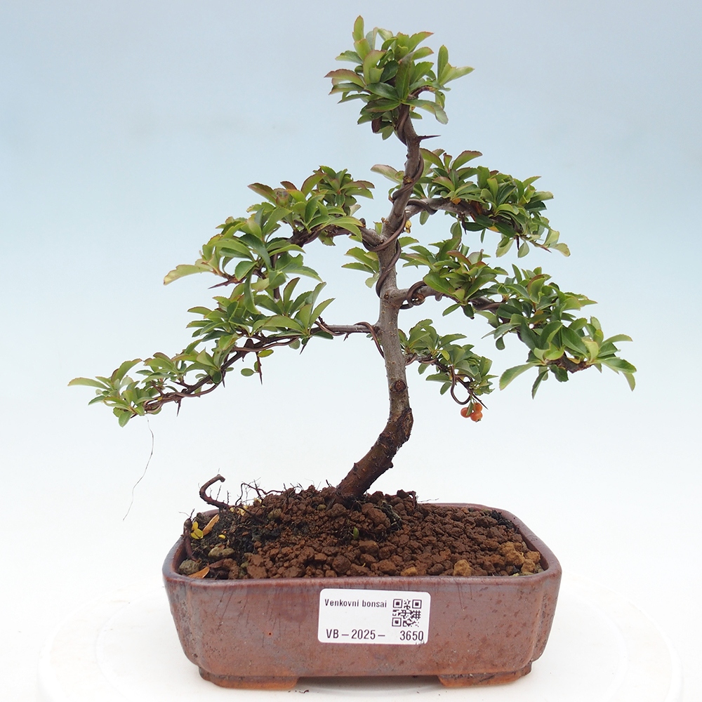 Bonsai-Pyracantha Teton voor buiten -Hlox