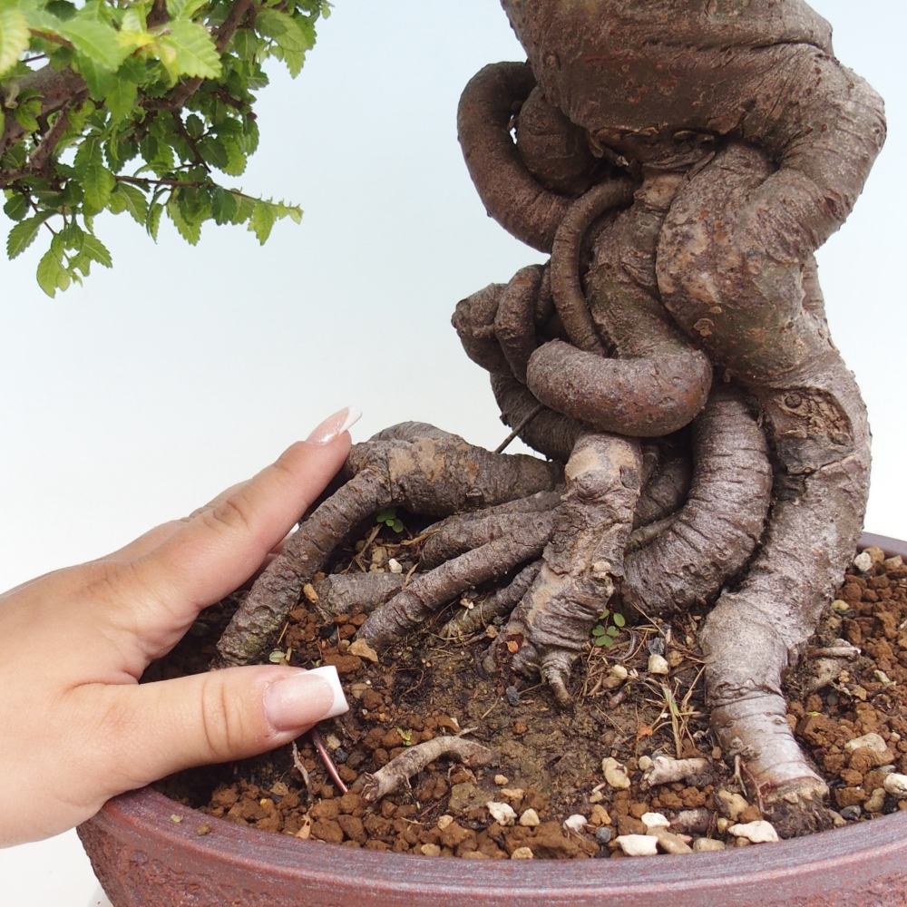 Bonsai voor buiten - Ulmus parvifolia Hokkaido - Chinese iep
