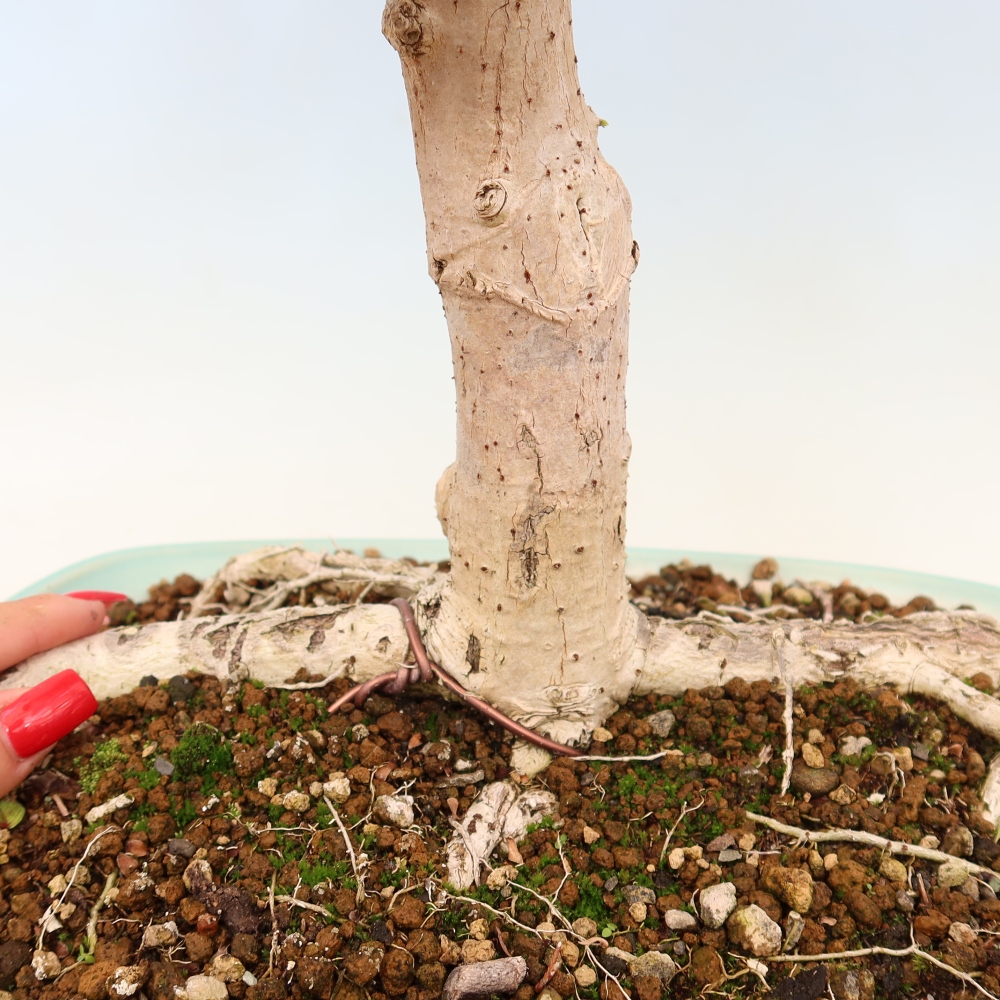 Bonsai voor binnen - Hibiscus tiliaceus - Zee Hibiscus