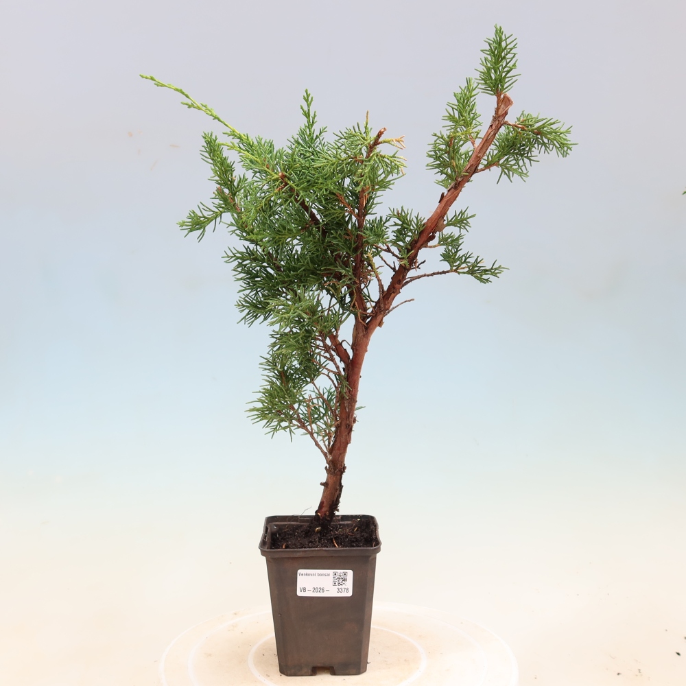 Bonsai voor buiten - Juniperus chinensis Kishu