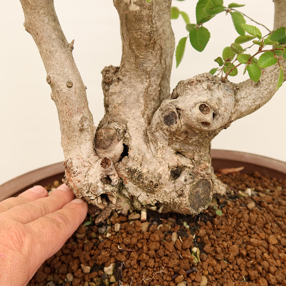 Bonsai voor buiten -Carpinus Coreana - Koreaanse haagbeuk