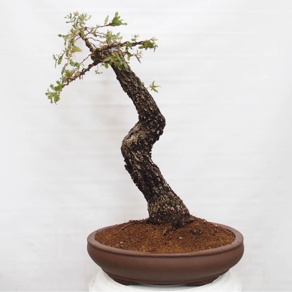 Yamadori - Quercus Ilex -Oakhulst