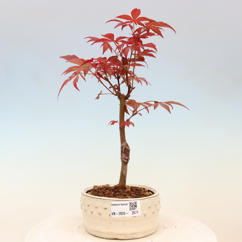 Bonsai voor buiten - Acer palm. Atropurpureum-Javorpalm