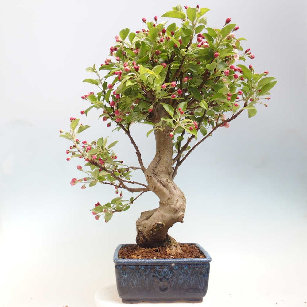 Bonsai voor buiten -Malus halliana - Appelboom met kleine vruchten