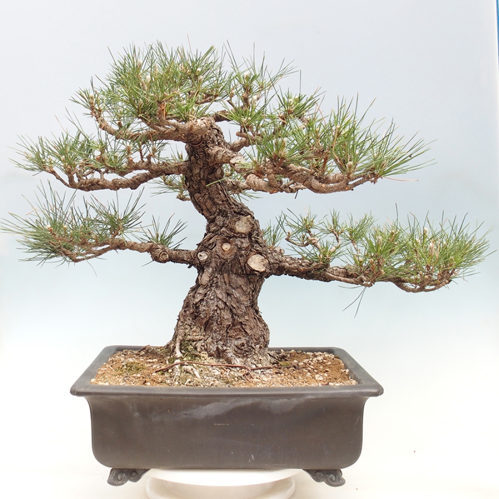Bonsai voor buiten - Pinus thunbergii - Thunberg den