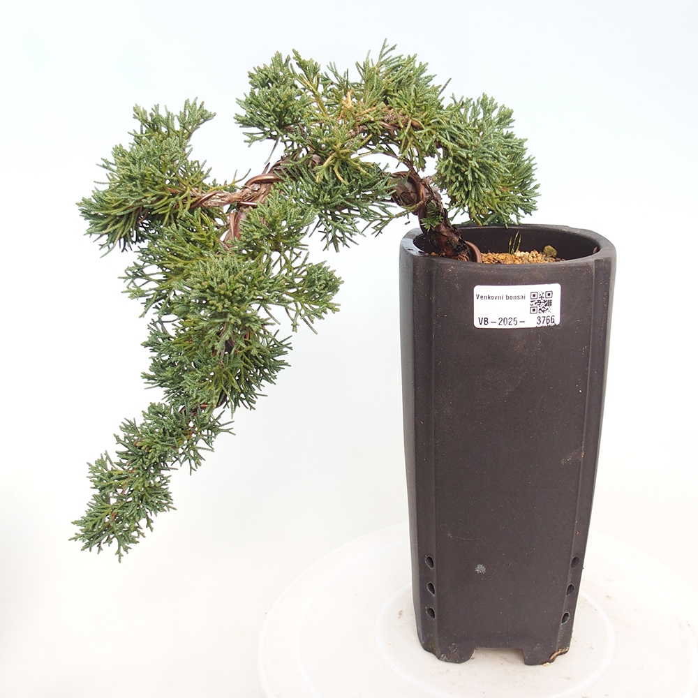 Bonsai voor buiten - Juniperus chinensis Kishu
